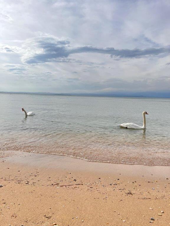 Olivenblatt 4 Lägenhet Bardolino Exteriör bild